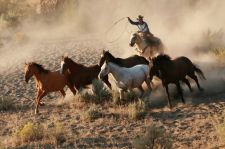 Reiturlaub USA Montana Horsedrive
