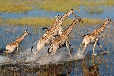 Reitsafari Botswana Okavango Delta