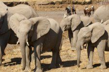 Reitsafari Botswana Tuli Lodge Elefant