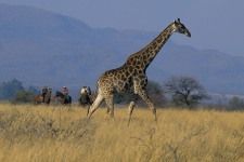 Reitsafari Kenia Chyulu Hills Lodge Giraffen