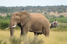 Reitsafari Suedafrika Botswana Elefant