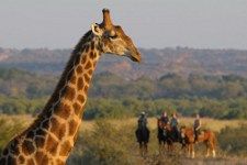 Reitsafari Simbabwe Victoria Falls Giraffe