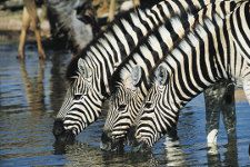 Reitsafari Südafrika Botswana Zebra