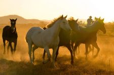 Reiterreise USA Mustangs