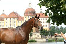 Pferdesportreisen Testbild