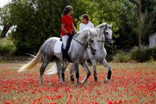 Urlaub Mallorca Reiter auf Blumenwiese