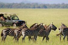 Reitsafari Suedafrika Waterberg Zeltcamp Zebras