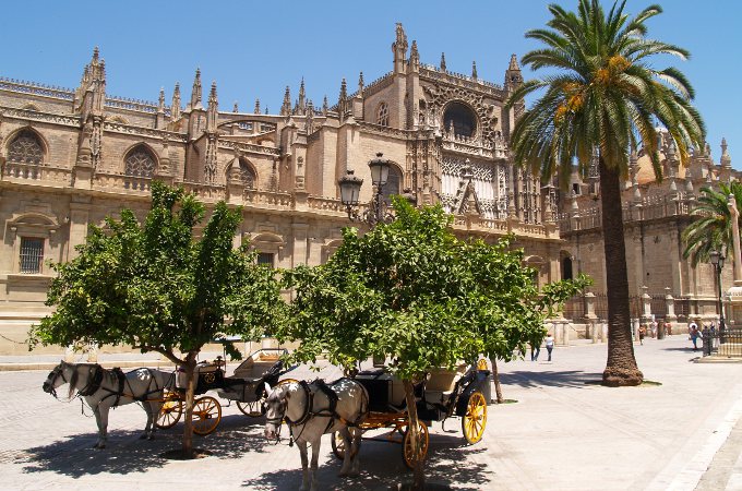 Kutschengespanne unter Bäumen vor der Kathedrale von Sevilla.