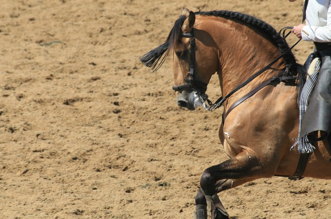 Spanische Arbeitsreitweise bei der Pferdereise in Andalusien