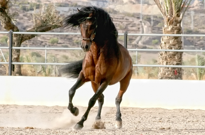 Prachtvoller PRE-Hengst auf andalusischen Pferdegestuet