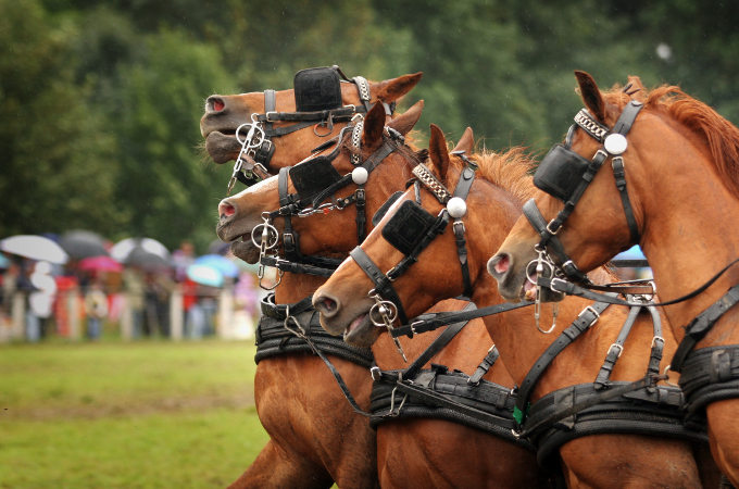 Fahrsportturnier Windsor Horse Show London