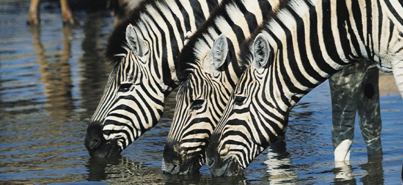 Zebras im Okavango-Delta - Reitsafari Botswana.