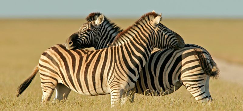 Reiten und Safari in Südafrika - Zebras in der Waterberg-Region