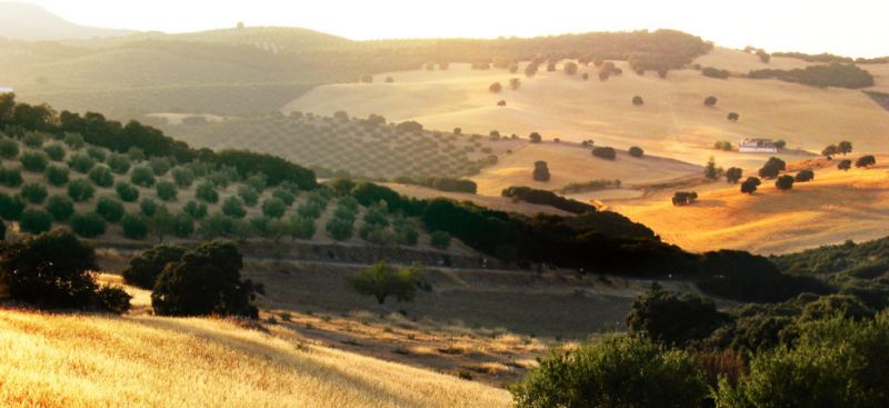 Wanderreiten in Portugal - Korkeichenwälder, Olivenbäume und Atlanikstrände